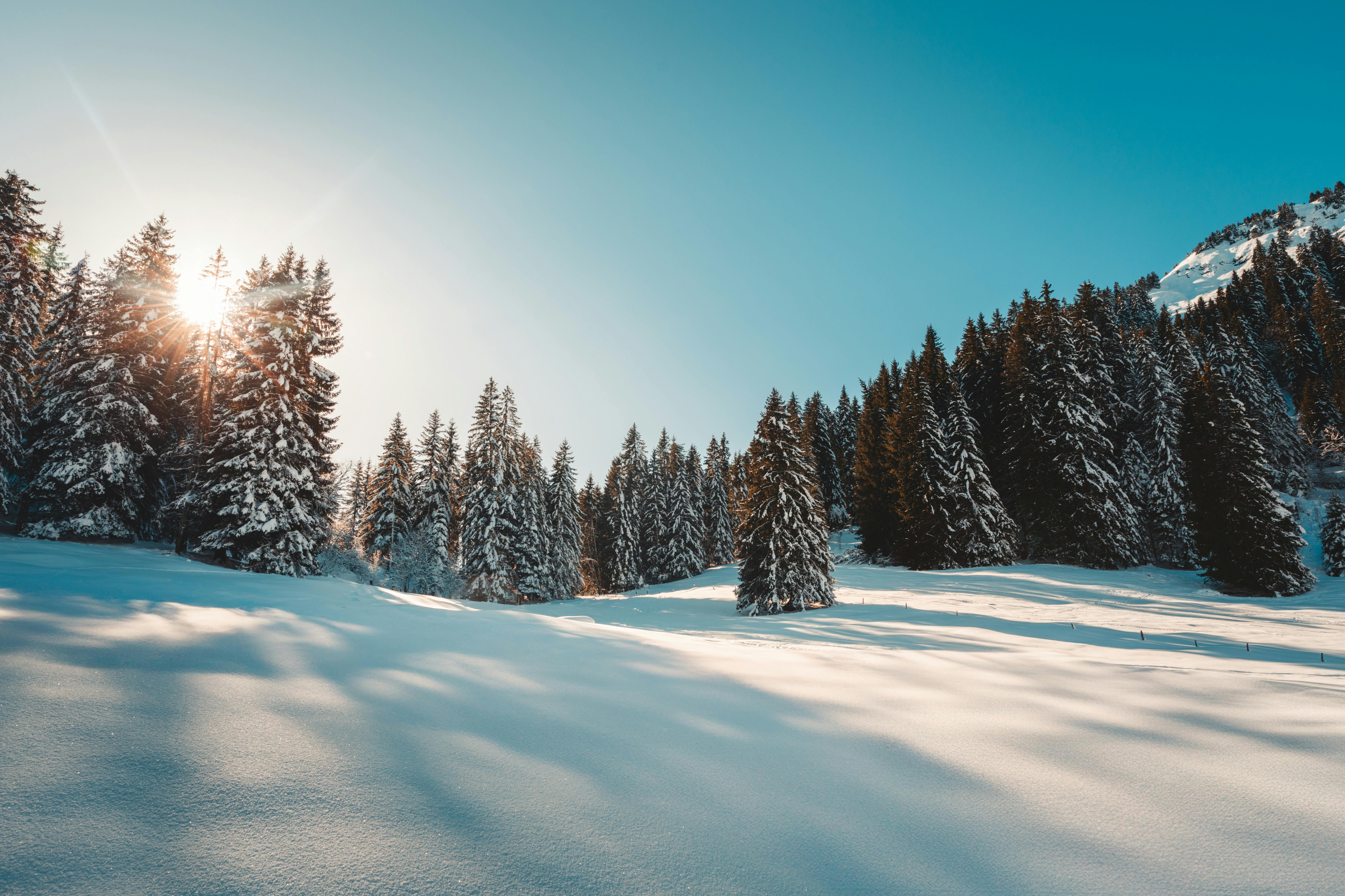 Winter trees landscape image